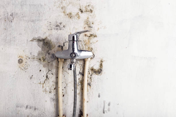 Best Certified Mold Removal  in Roseau, MN