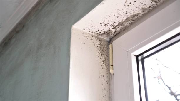 Best Home Mold Removal  in Roseau, MN