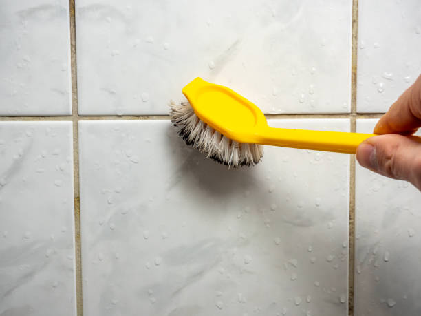 Best Local Mold Removal Service  in Roseau, MN