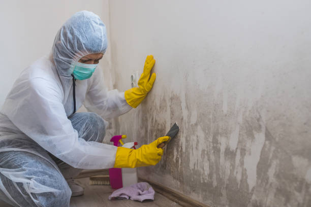 Best Mold Removal Near Me  in Roseau, MN
