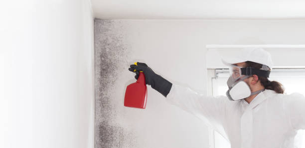 Best Attic Mold Removal  in Roseau, MN