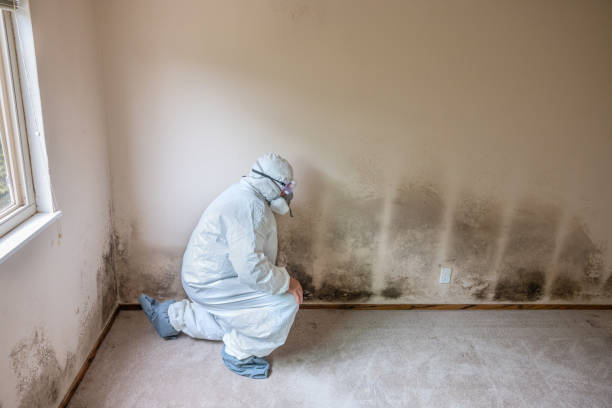 Best Residential Mold Removal  in Roseau, MN