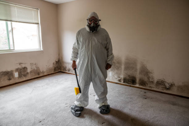Best Emergency Mold Removal  in Roseau, MN