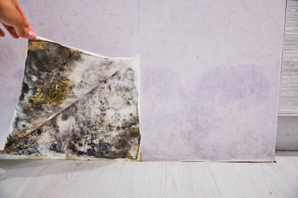 Best Fast Mold Removal  in Roseau, MN